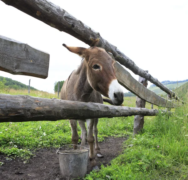 Donkey in the summer aviary. — Stock Photo, Image