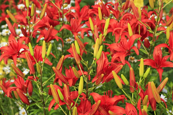 Hermoso lirio rojo en el jardín. —  Fotos de Stock