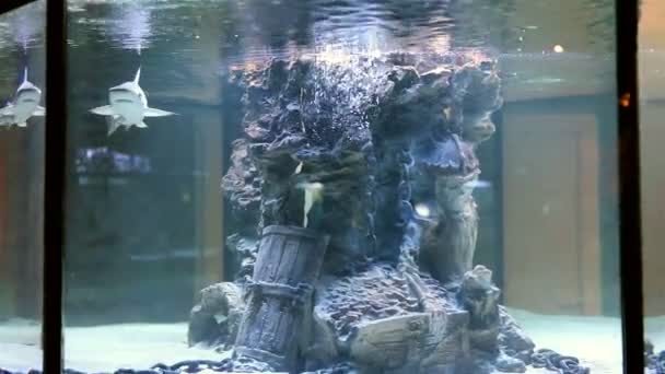 Seehaie im Aquarium — Stockvideo