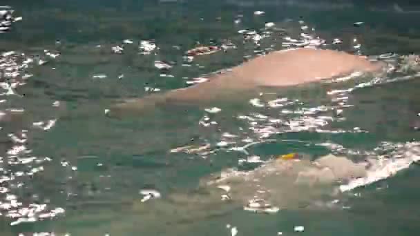 Zwei Beluga-Wale sammeln sich in den Wasserreifen. — Stockvideo