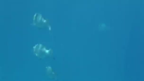 Onderwater wereld van de rode zee (Golf van Akaba). — Stockvideo