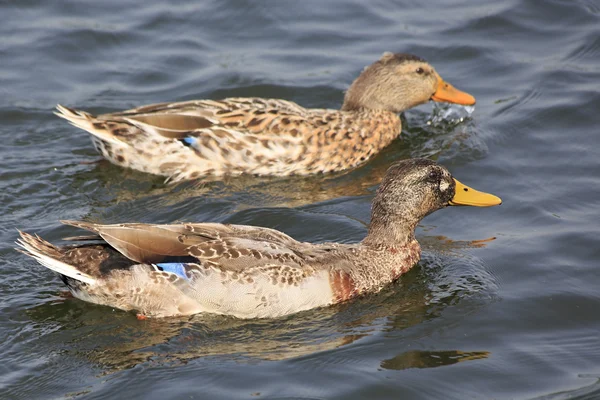 Két kacsa úszik a tóban.. — Stock Fotó