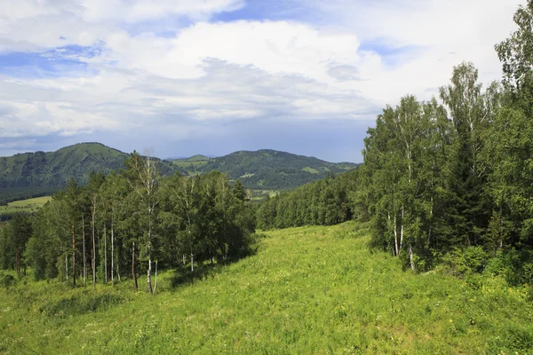 Belle forêt dans les montagnes de l'Altaï. Paysage d'été . — Photo