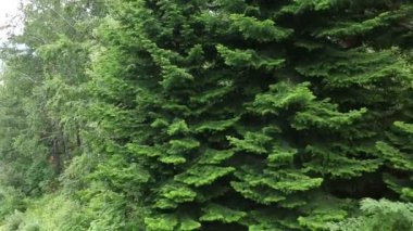 mount tserkovka belokurikha içinde güzel bitki örtüsünün yamaca. Altay Kray. Rusya.