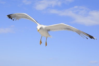 Sarı bacaklı martı (larus michahellis) gökyüzünde.