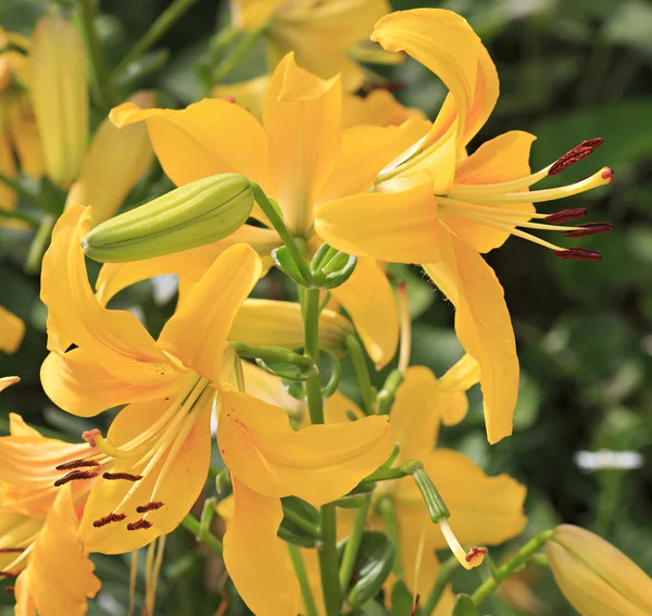 Hermoso lirio amarillo en el jardín. —  Fotos de Stock