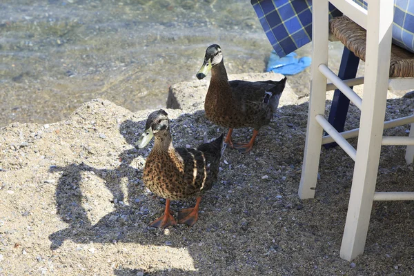 Ducks beggars in summer cafe on the beach. — Stock Photo, Image