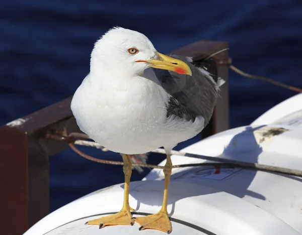 Yellow-legged gull (Larus michahellis) on the ship. — Stock Photo, Image