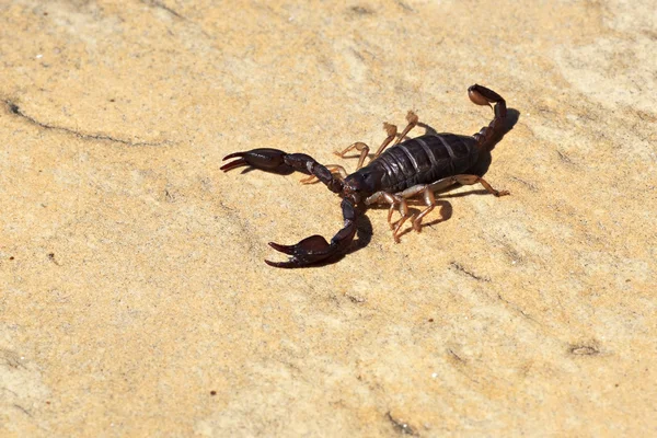 Pequeno escorpião — Fotografia de Stock