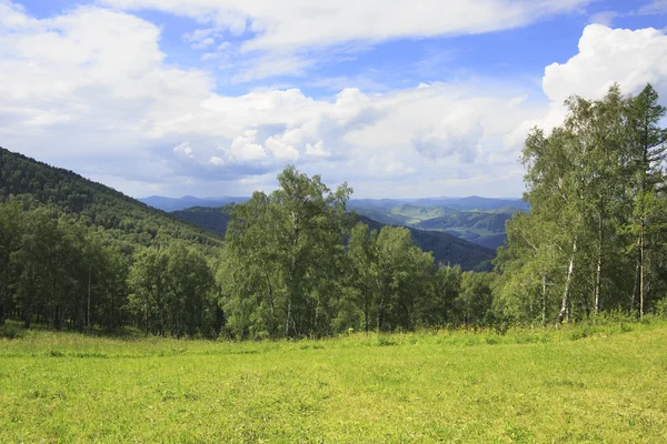 Belle forêt mixte dans les monts Altaï. Paysage d'été . — Photo