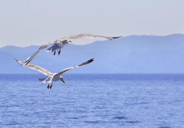 Sarı bacaklı martı denizin uçmak.