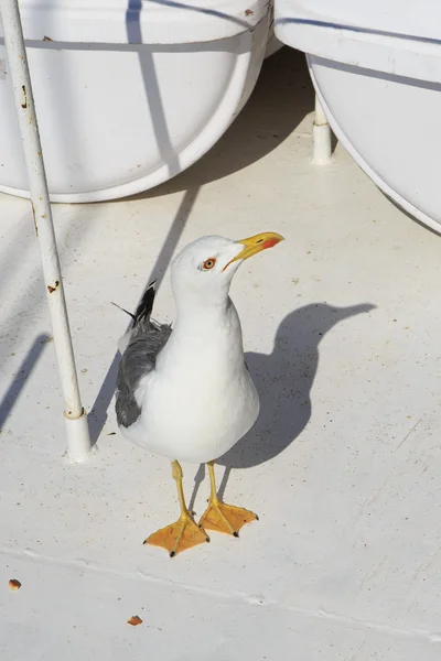 Curious seagull on the deck of the ship. — Stock Photo, Image