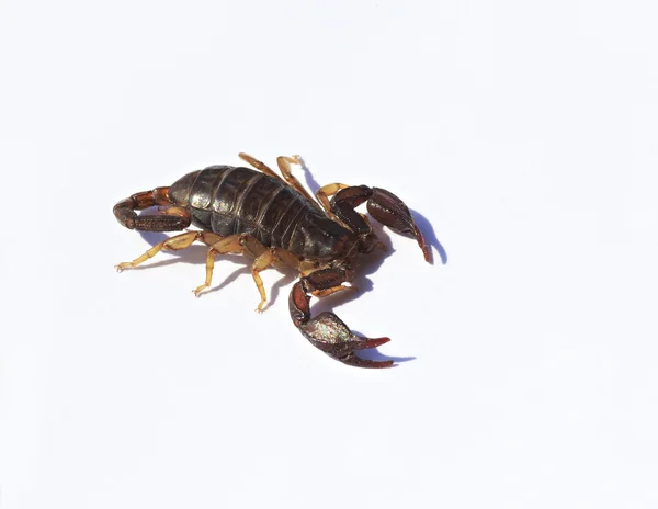 Malé scorpion na bílém pozadí. — Stock fotografie