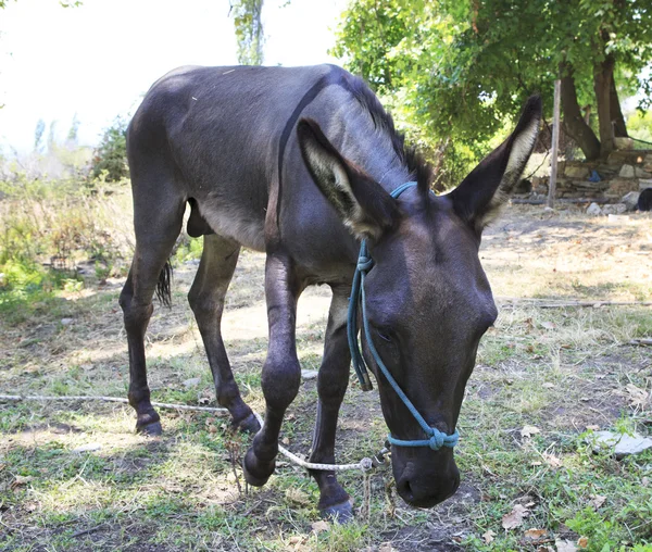 Home gray donkey on a leash. — Stock Photo, Image