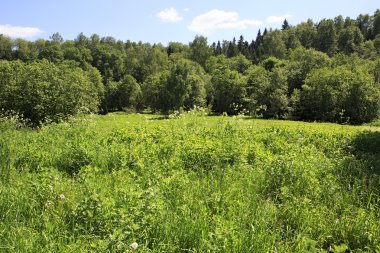 Çayır ile kır çiçekleri bir orman önünde