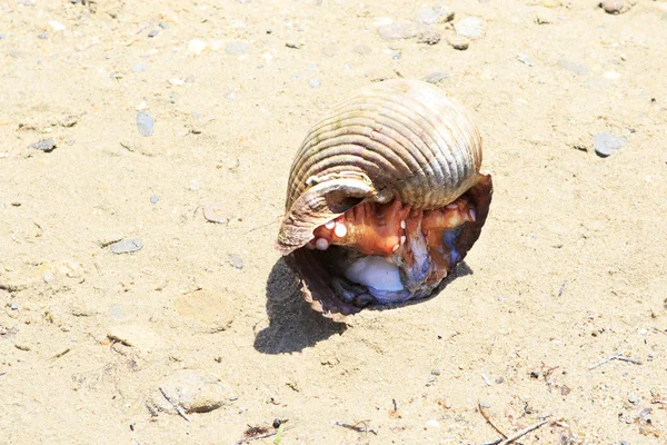 Polpo in un altro lavandino nella sabbia . — Foto Stock