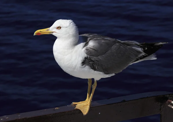 Yellow-legged gull (Larus michahellis) on a background of sea wa — Stock Photo, Image