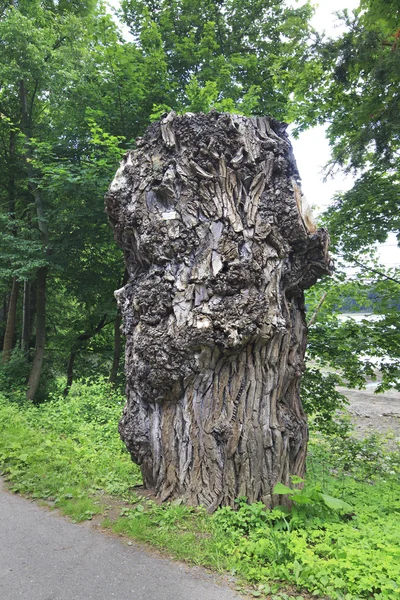 Kanadský Topol (Populus) kmen v zahradní Konopiště — Stock fotografie