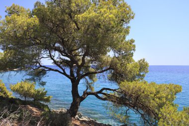 Sahil kenarında güzel çam.