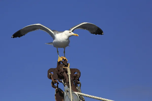 Mewa romańska (michahellis Larus) na statku — Zdjęcie stockowe