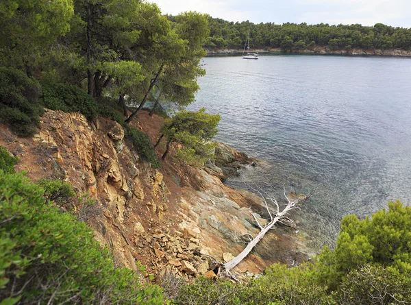 Taş sahilde ölü ağacı kurumuş. Güzel yaz landscap — Stok fotoğraf