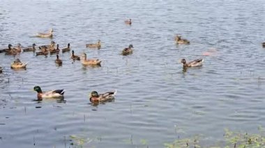 Gölette yüzen ördek yavrularıyla ördek.