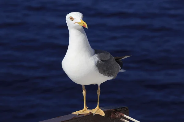 Yellow-legged gull (Larus michahellis) on a background of sea wa — Stock Photo, Image