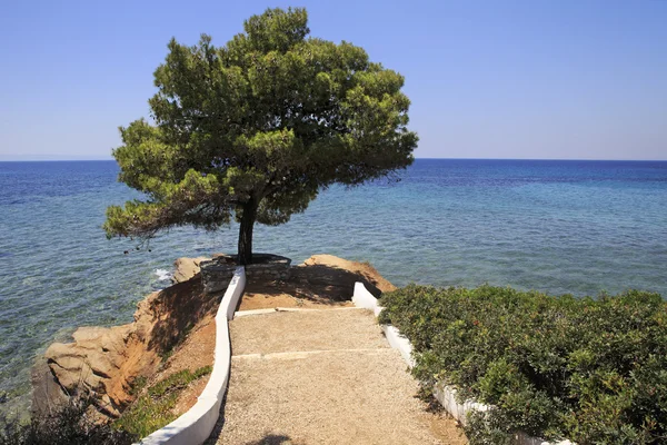 Krásné borovice na kamenné římse do Egejského moře. — Stock fotografie