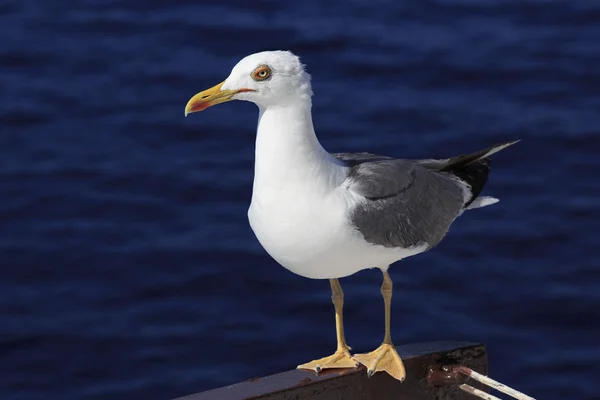 Yellow-legged gull (Larus michahellis) on a background of sea wa — Stock Photo, Image