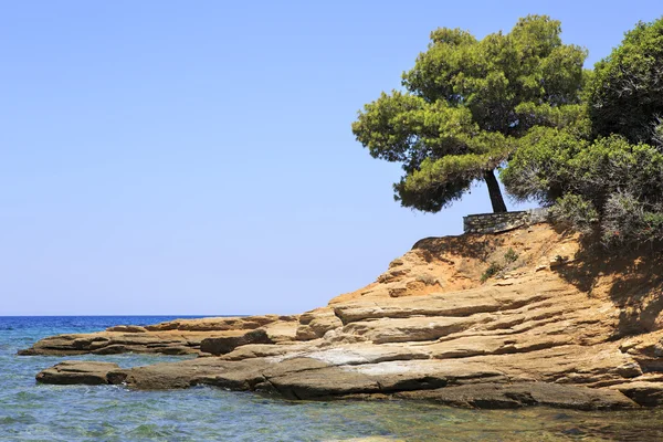 Beautiful pine on a stone ledge. — Stock Photo, Image