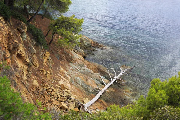 石の海岸に枯れ木を乾燥 — ストック写真