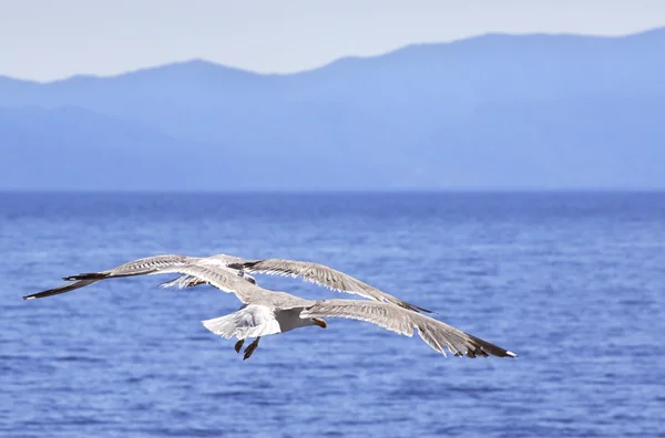 Желтоногие чайки летают над морем . — стоковое фото