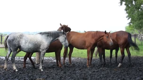 Лошади кивают головами в унисон (спасаются от надоедливых насекомых ). — стоковое видео