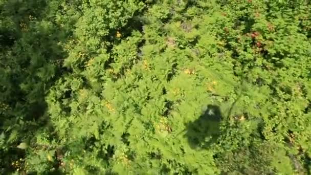 Hermosa vegetación en la ladera del monte Tserkovka en Belokurikha. Altai Krai. Rusia . — Vídeos de Stock