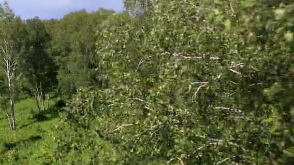 Linda vegetação na encosta do Monte Shallow Sinyuha. República de Altai . — Vídeo de Stock