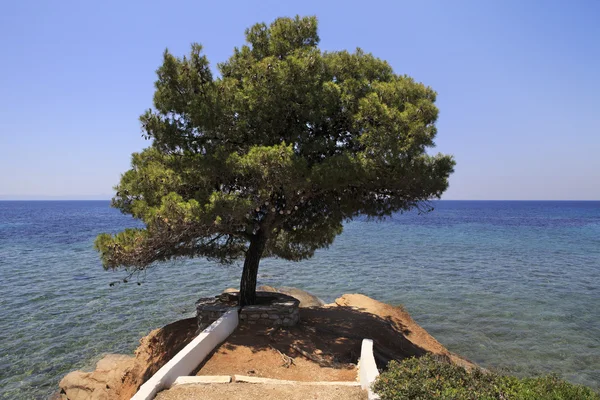 Beautiful pine on a stone ledge. — Stock Photo, Image