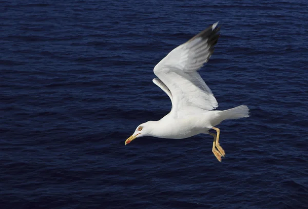 Желтоногая чайка (Larus michahellis) на фоне морской волны — стоковое фото