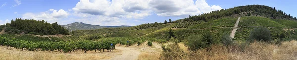 Gyönyörű panoráma szőlőültetvények a hegyekben. — Stock Fotó