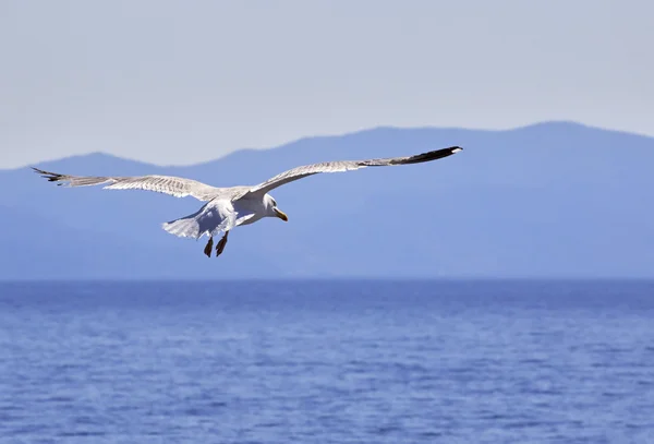 Gul-legged gull flyga över havet. — Stockfoto