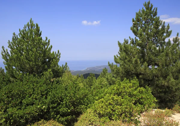 Сосновые деревья в горах . — стоковое фото