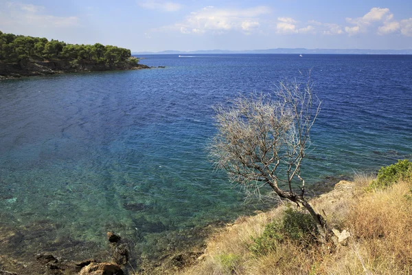 Lonely dry tree at the edge of Aegean coast. — Stock Photo, Image