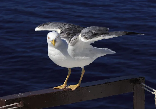 Желтоногая чайка (Larus michahellis) на фоне морской волны — стоковое фото