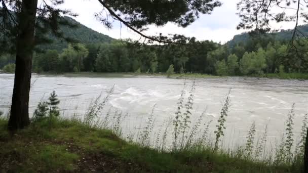 Rapid for the Katun River. Altai Krai. Russia. — Stock Video