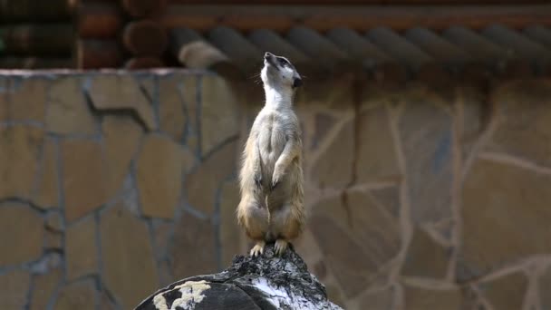 Olhando meerkat fica guarda (guardando a família ). — Vídeo de Stock