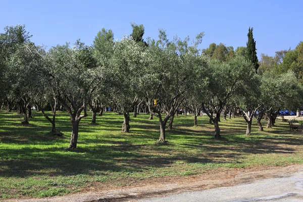 Olive grove in the territory of Porto Carras Grand Resort. Sitho — Stock Photo, Image