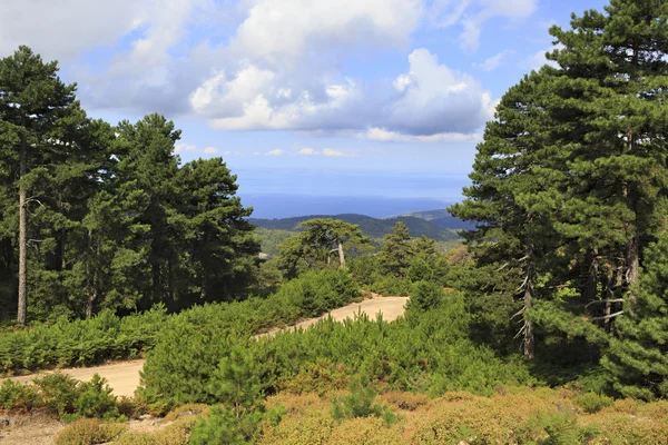 Bellissimi pini in montagna . — Foto Stock