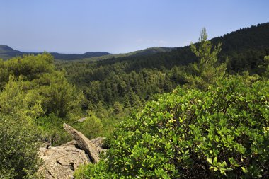 Dağlarda güzel bitki örtüsü.