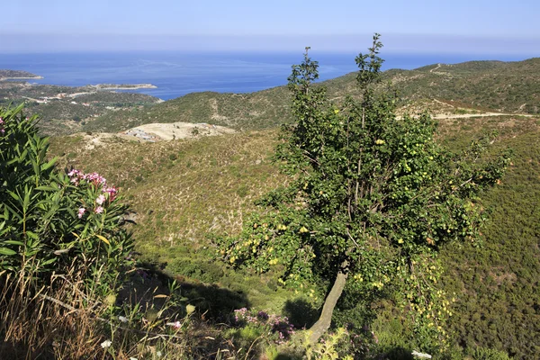 Peral sobre el fondo de la costa del Egeo . —  Fotos de Stock