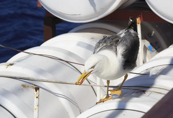 Yellow-legged gull on the ship with bread in its beak. — Stock Photo, Image