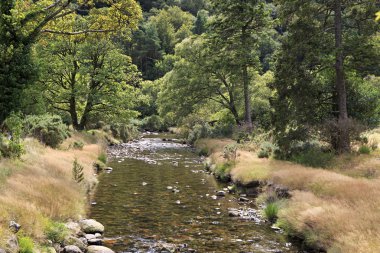 Dere kenarında bulunan bitki örtüsü.